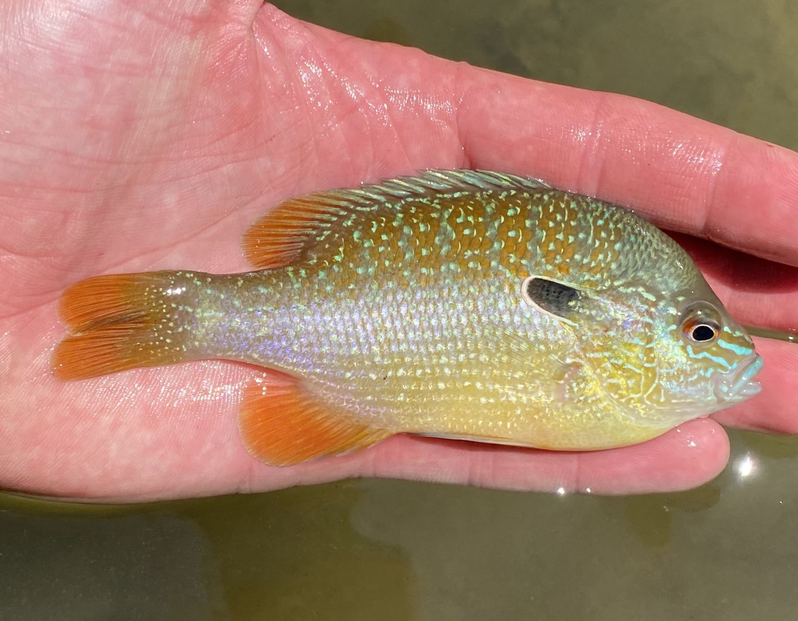 Sunfish, Longear (Sipsey River, Alabama).JPEG